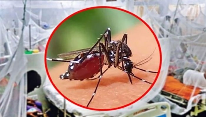 ডেঙ্গুতে আরো ২৮৮ জন আক্রান্ত