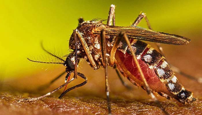 ২৪ ঘণ্টায় ডেঙ্গুতে মৃত্যু নেই, হাসপাতালে ভর্তি ২০৪ জন