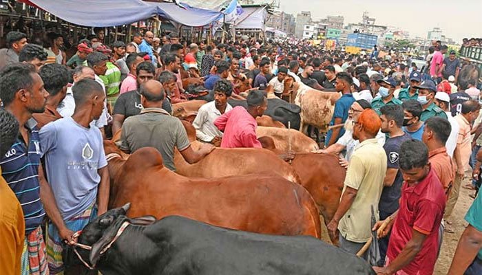 রাজধানীতে জমে উঠছে পশু বেচাকেনা, যেসব গরুর চাহিদা বেশি